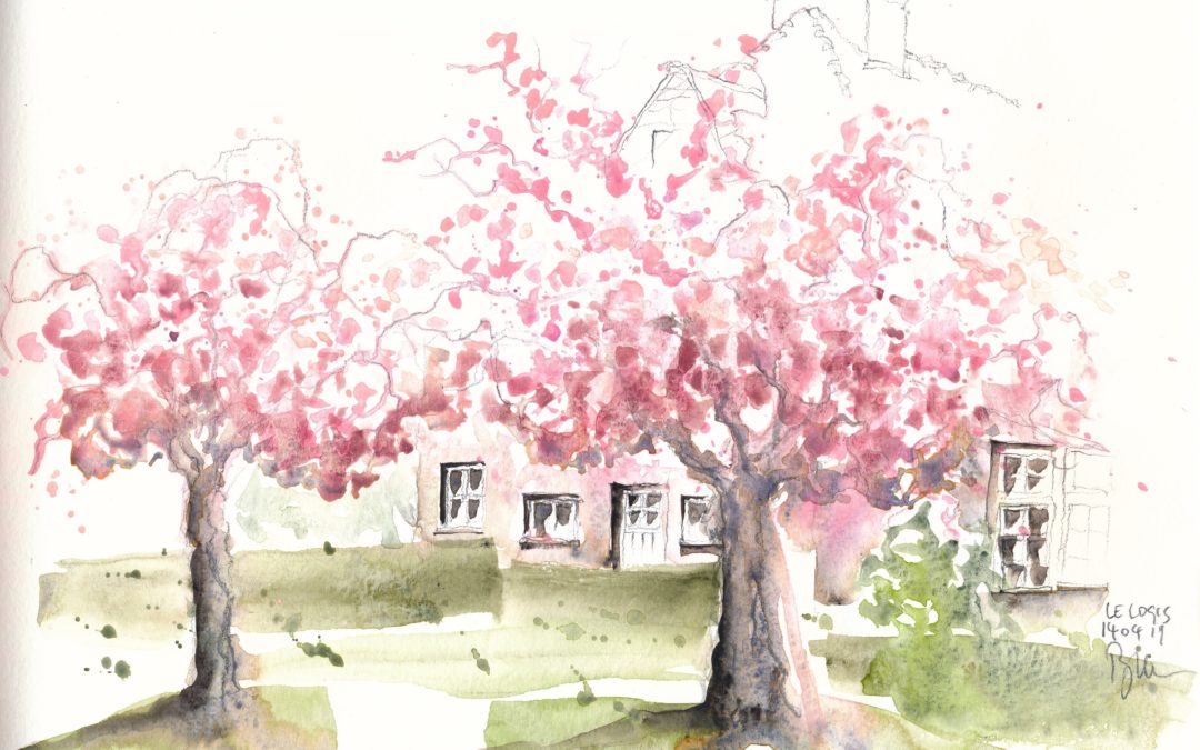 Urbansketching cherry blossoms in full bloom